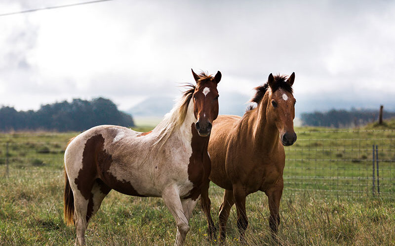 Img14 800x500